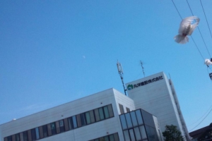イメージなし